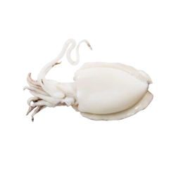 LA PERLA SEICHE NETTOYÃE 200/400 10x1Kg