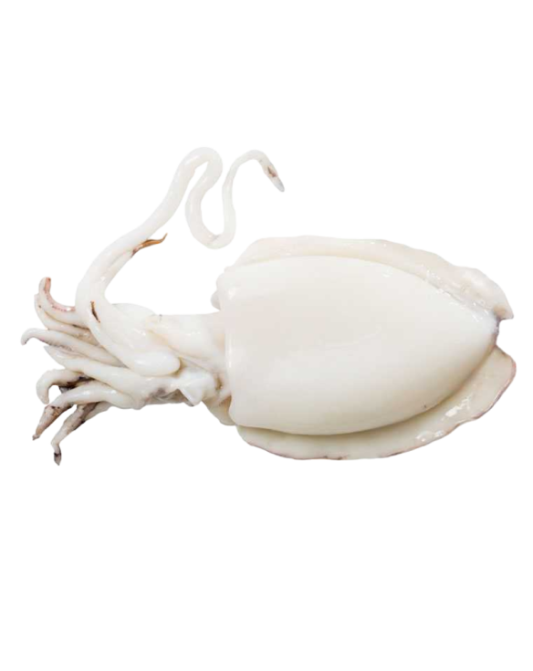 LA PERLA SEICHE NETTOYÃE 200/400 10x1Kg