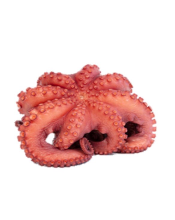 PULPO C/CABEZA RIZ.FLOR T4 REY DEL PULPO 10x 1,5-2Kg