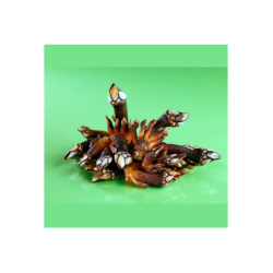 PERCEBE COZIDO / 10X500GR. / PLA MAR