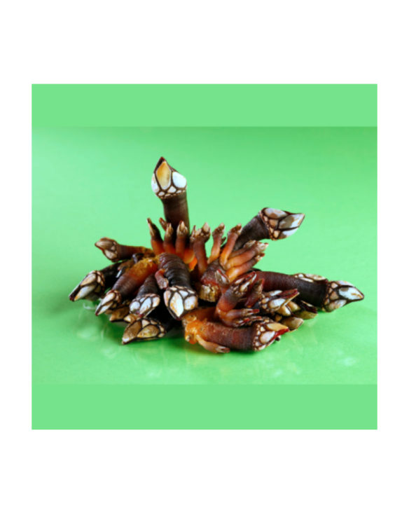 PERCEBE COZIDO / 10X500GR. / PLA MAR