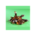 PERCEBE COZIDO / 10X500GR. / PLA MAR
