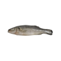 PEROLA D.MAR ROBALO INTEIRO 200/300 HIG. 1x6Kg