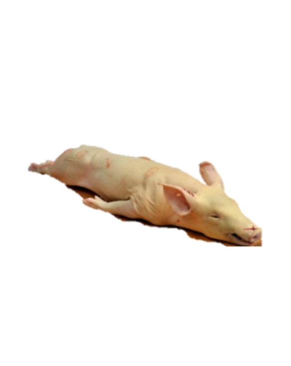 PORCELET / TABLADILLO 5/7 Kg
