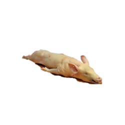 PORCELET / TABLADILLO 7/8 Kg