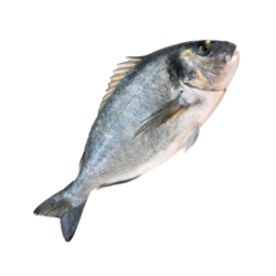 DORADE ROYAL 400/500 PEROLA D.MAR 7x1Kg