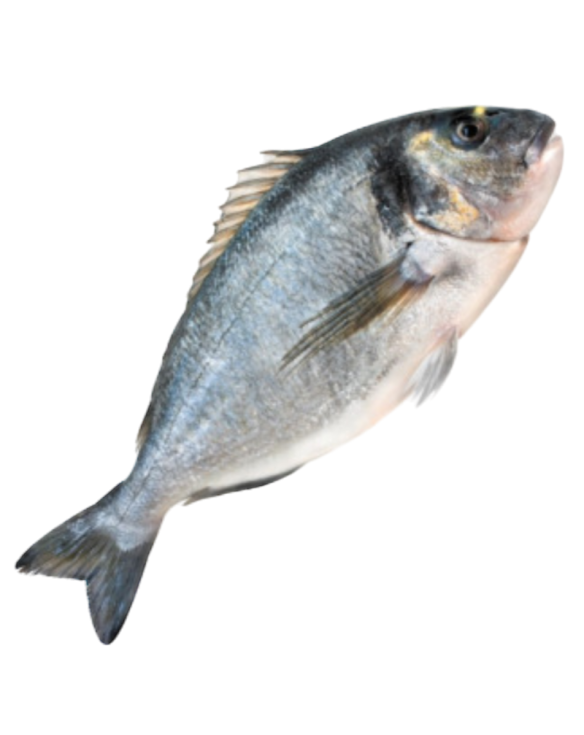 DORADE ROYAL 400/500 PEROLA D.MAR 7x1Kg