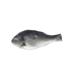 PEROLA D.MAR DOURADE 300/500 GR 1x6Kg