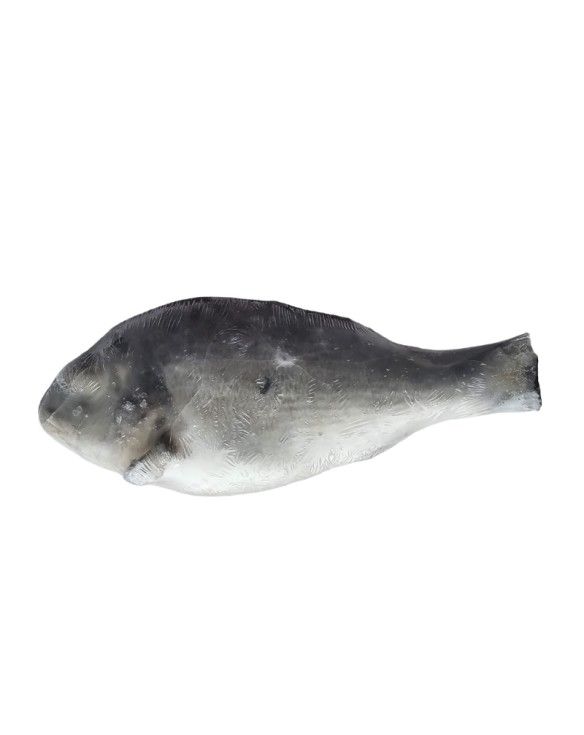 PEROLA D.MAR DOURADE 300/500 GR 1x6Kg