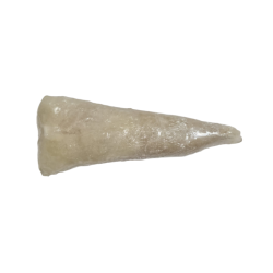 PEROLA D.MAR LOMBOS DE TAMBORIL 1x6Kg