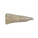 PEROLA D.MAR LOMBOS DE TAMBORIL 1x6Kg