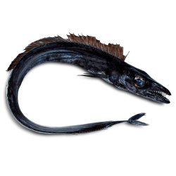 MOREIRA PEIXE ESPADA PRETO 12x1Kg