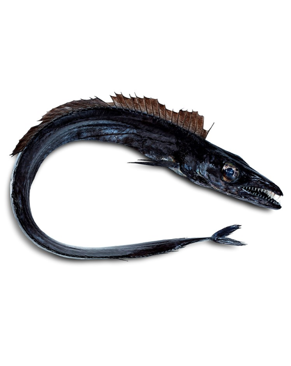 MOREIRA PEIXE ESPADA PRETO 12x1Kg