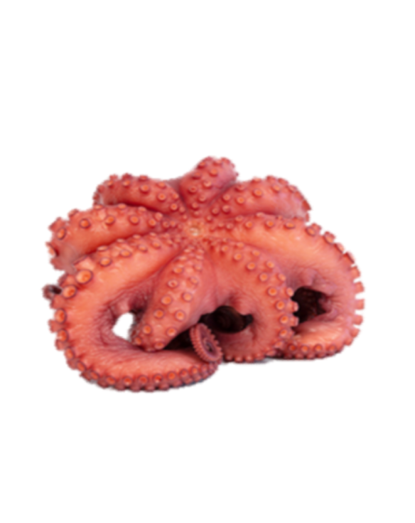 PULPO C/CABEZA RIZ.FLOR T1 REY DEL PULPO 3x 4-6Kg