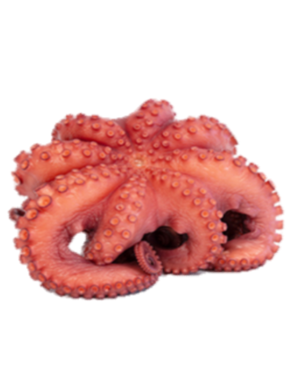 PULPO C CABEZA N0 REY DEL PULPO 6x 3-4Kg