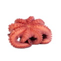 PULPO C CABEZA N0 REY DEL PULPO 6x 3-4Kg
