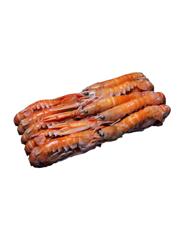 SEAWELL SCAMPI 21/26 HOSO 21/26 12x1Kg